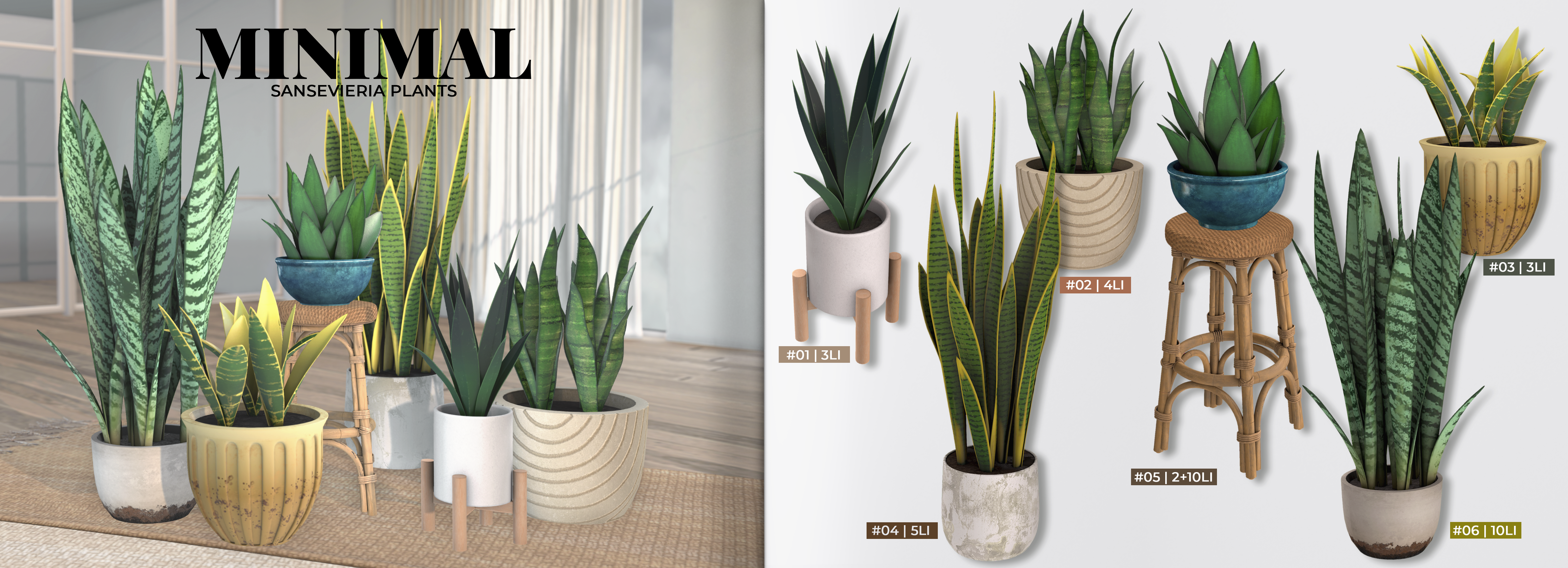 Minimal – Sansevieria plants – FIFTY FIFTY