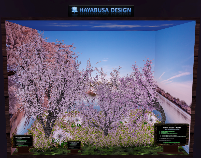 Hayabusa – Hymenocallis & Sakura Kanzan